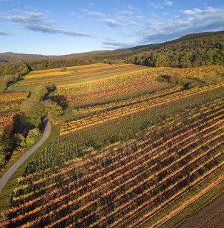 Aerial view of autumn vineyards