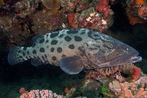 Potato grouper