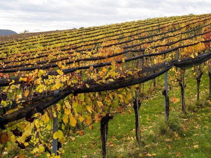 Vineyards in autumn
