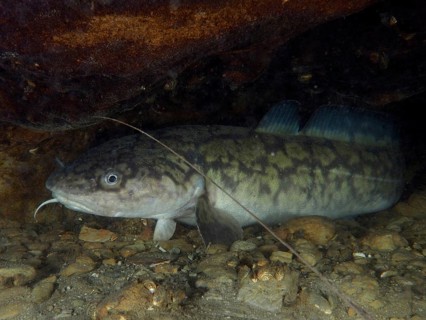 Burbot