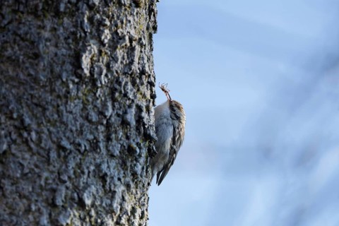 Short-toed treecreeper