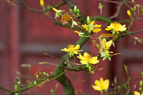 Apricot tree with yellow blossoms
