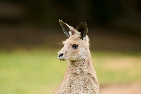Western grey kangaroo