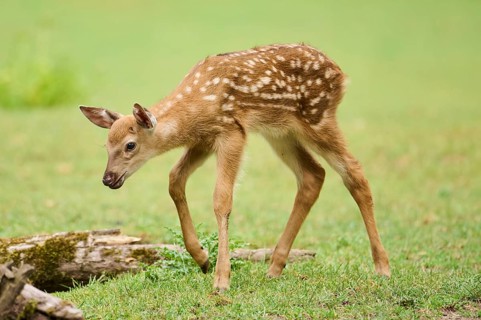 Sika deer