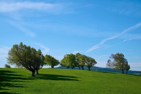 Meadow with copper beeches in spring