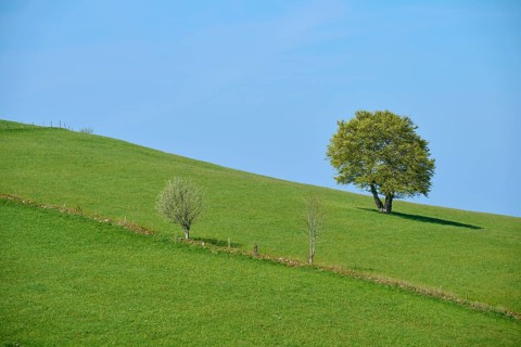 Meadow with beech tree in spring
