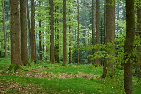 Dense green forest with moss and deciduous trees