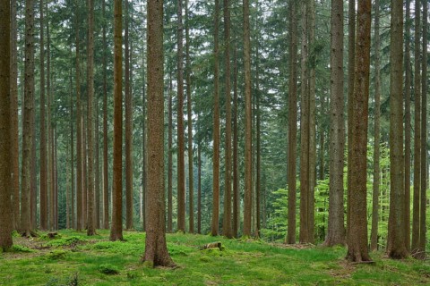 Fir forest with moss-covered ground and natural light