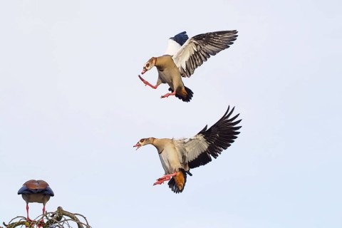 Aerial fight of two egyptian goose