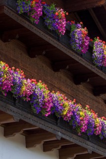 Summer flowers