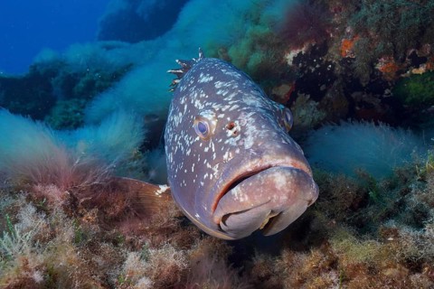 Portrait of dusky grouper