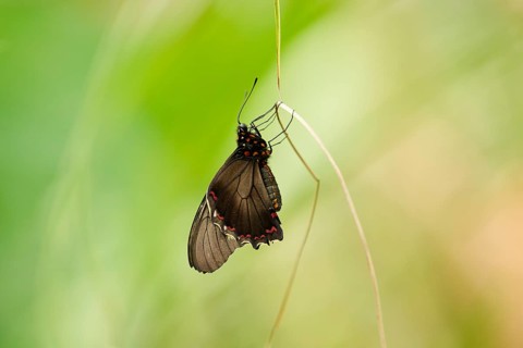 Gold rim swallowtail