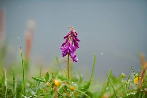 Alpine sainfoin