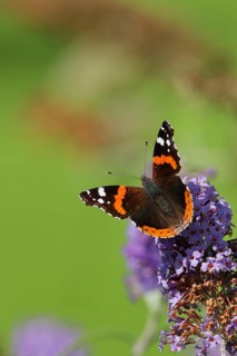 Red admiral
