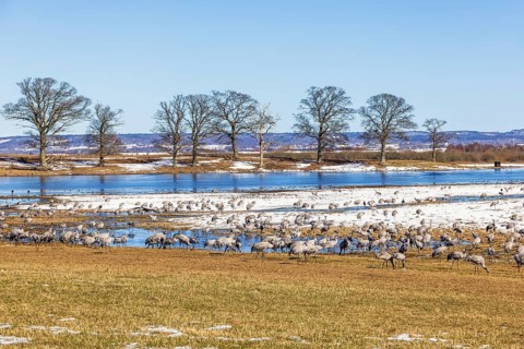 Flock of Cranes