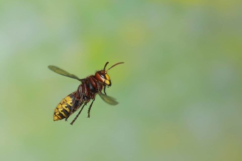 European hornet