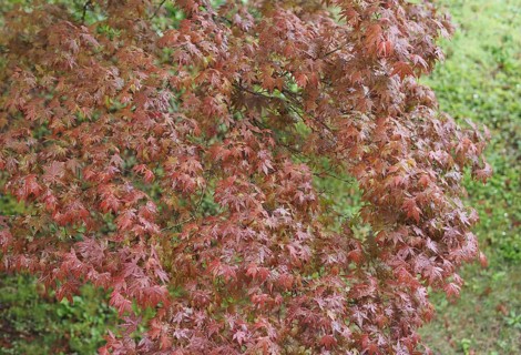 Maple