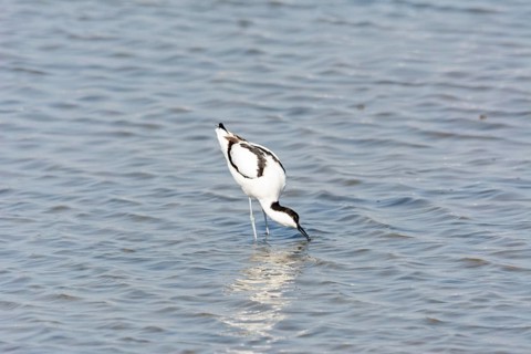 Water bird