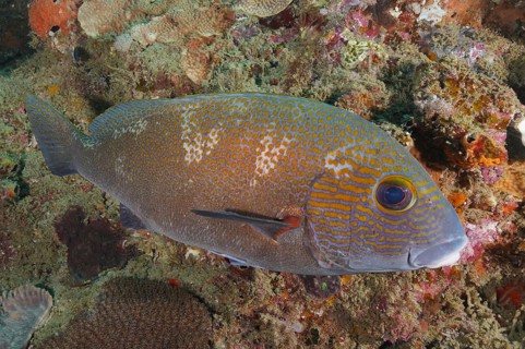 Orange spotted sweetlips