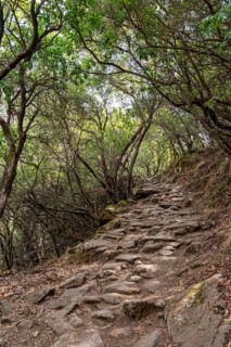 Hiking trail through light-flooded forests above the Spelunca Gorge between Ota and Elisa