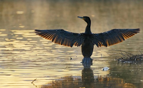 Great cormorant