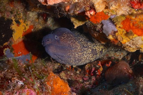 Portrait of mediterranean moray