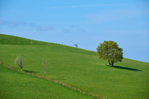 Meadow with beech tree in spring