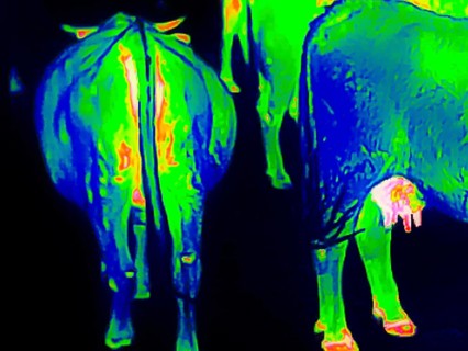 Cow on a farm
