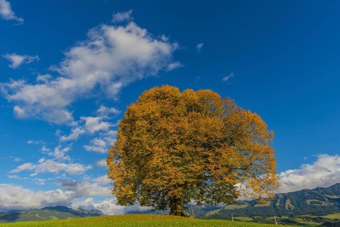 Peace lime tree