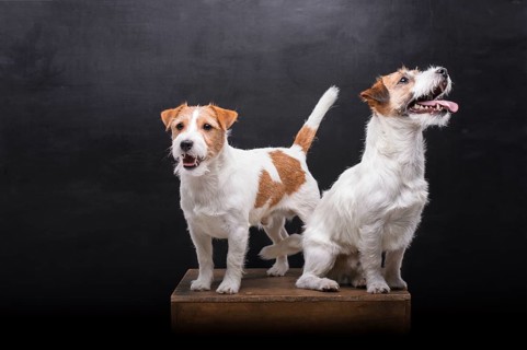 Two charming Jack Russell posing in a studio on a black background.