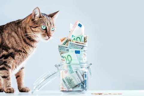 Cat posing on the background of a piggy bank. The concept of expenses for the maintenance of thoroughbred breeds of pets.