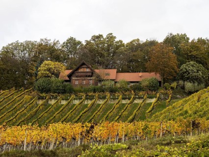 Vineyards in autumn