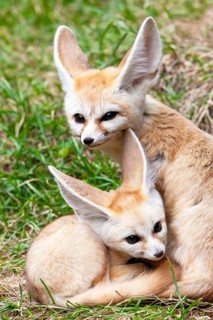 Fennec fox