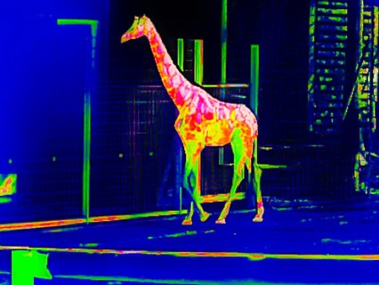 Giraffe in the zoo