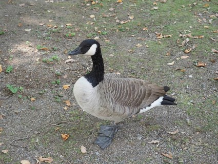Canada Goose