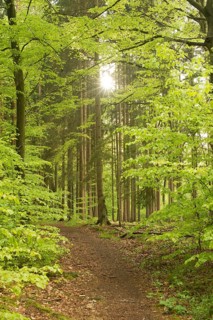 Forest flooded with sunlight with a path radiating peace and tranquillity