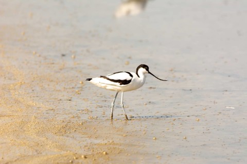 Water bird