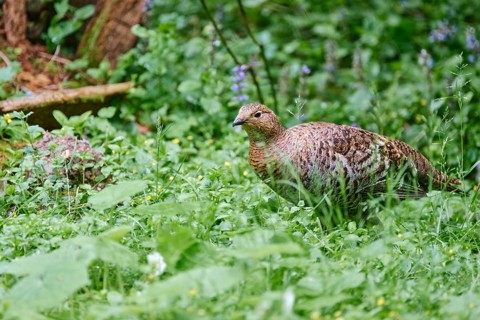 Black grouse