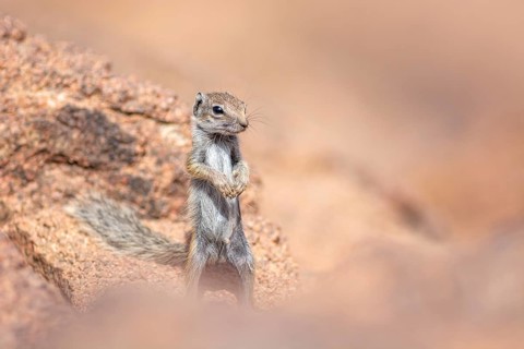 Barbary ground squirrel