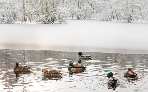 A group of mallards