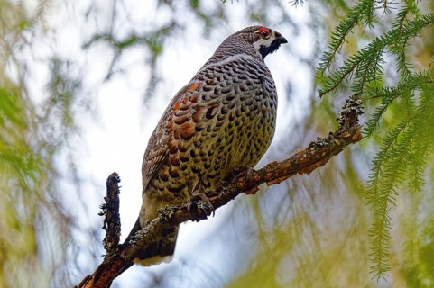 Hazel Grouse