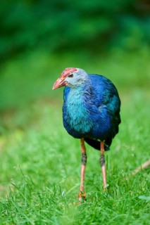 Western swamphen