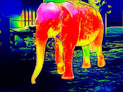Elephant in the zoo