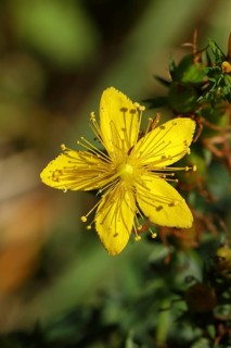 Common st john's wort