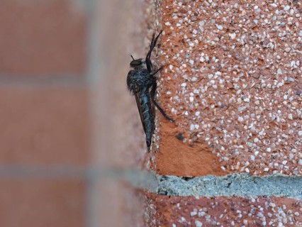 Robber fly