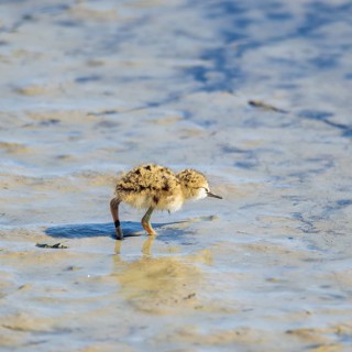 Baby black-winged Stilt
