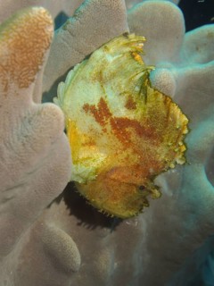 Yellow leaf scorpionfish