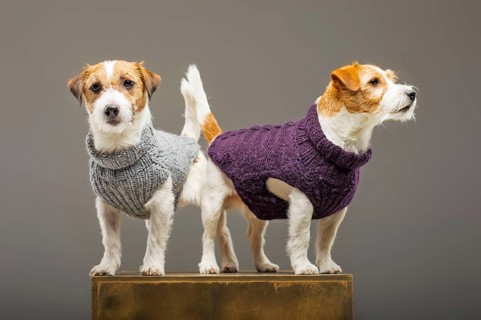 Two charming Jack Russell posing in the studio in warm sweaters.