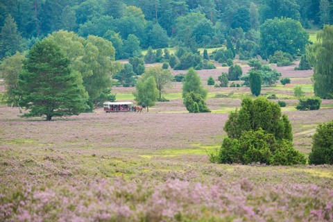 Carriage with cold-blooded horses