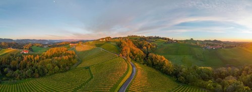 Aerial view of vineyards in the morning light